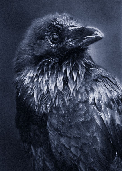 artyraven.jpg