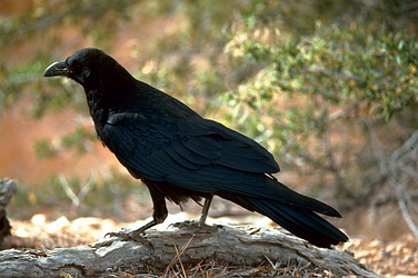raven.jpg
