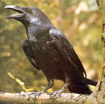 raven2.jpg